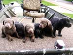 Silver Lab Puppies Gallery 03