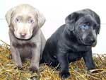 Silver Lab Puppies Gallery 04