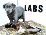 Silver Lab Puppies Gallery 05