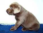 Silver Lab Puppies Gallery 06