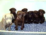 Silver Lab Puppies Gallery 08