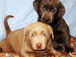 Silver Lab Puppies Gallery 09