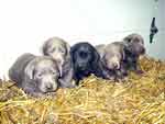 Silver Lab Puppies Gallery 11