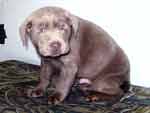Silver Lab Puppies Gallery 12
