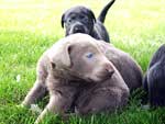 Silver Lab Puppies Gallery 13