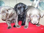 Silver Lab Puppies Gallery 14